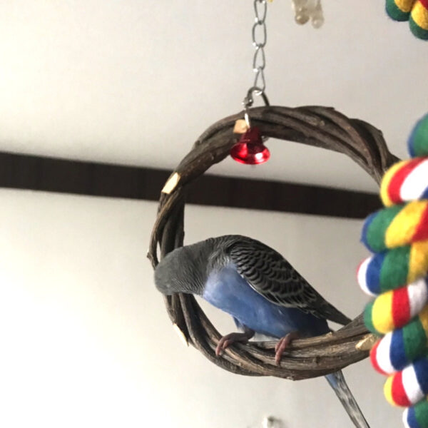 Bird Standing Frame Rattan Ring Chewing Toy Bird Cage - Image 3