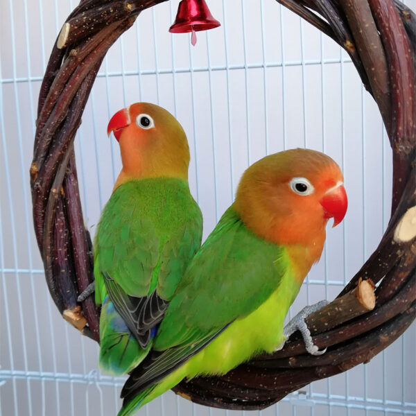 Bird Standing Frame Rattan Ring Chewing Toy Bird Cage - Image 2